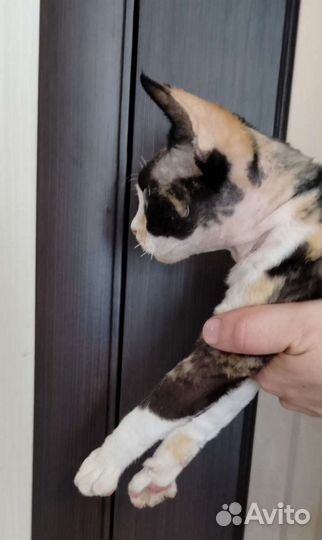 Девон рекс кошка