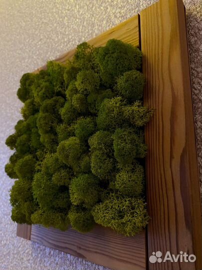 Картина из мха
