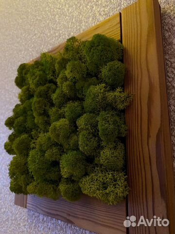 Картина из мха