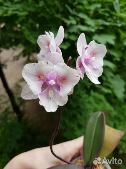 Орхидея фаленопсис биг лип бабочка