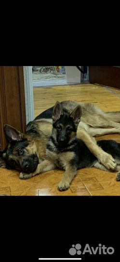 Щенок немецкой овчарки(девочка)