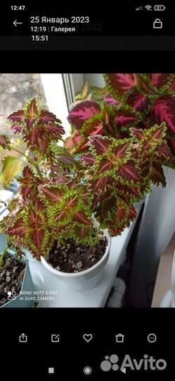 Панданус,Колеус, Декабрист,Замиакулькас, фикус