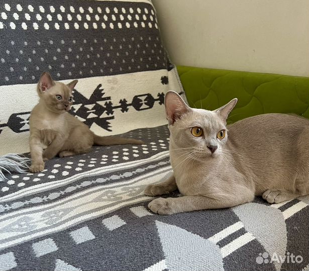 Бурманский кот