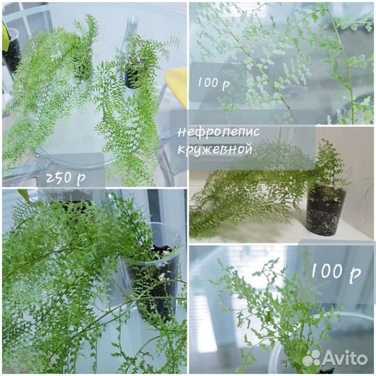 Фикус, клеродендрум,нефролепис