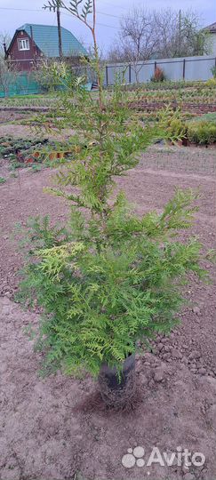 Туя брабант