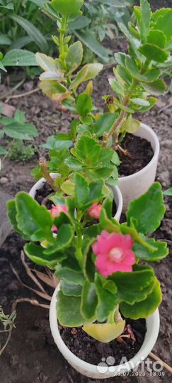 Каланхое розовый