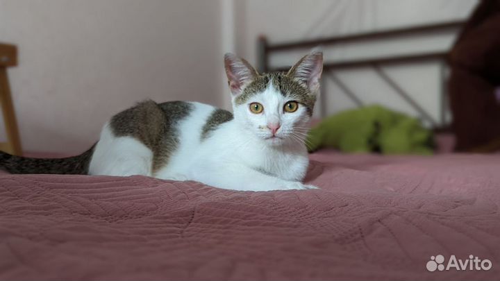 Котенок метис ориенталка
