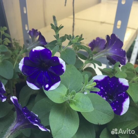 Черенки петуний