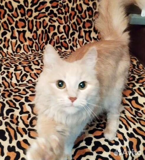 Кошечка в добрые руки