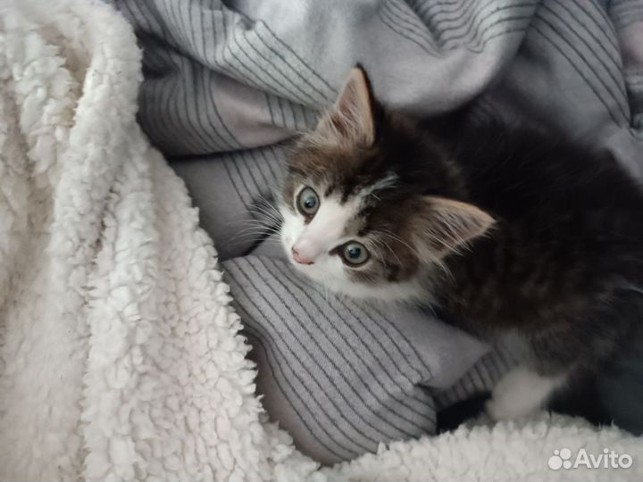 Котёнок беплатно