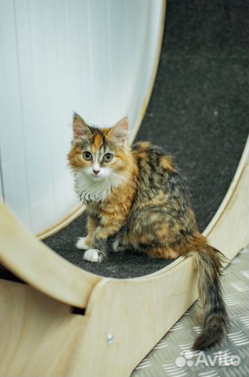 Кошка в добрые руки