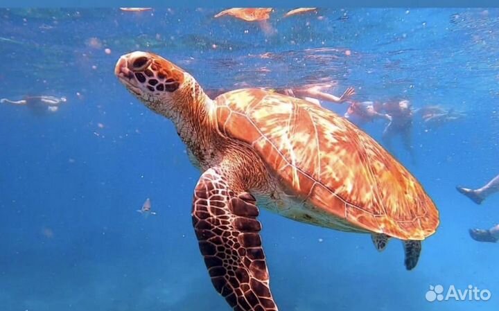 Маска для снорклинга / Все цвета и размеры / Новая