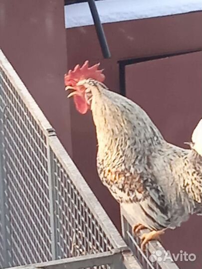 Петух мехеленской кукушки Марана Ч С, Легбар, Ия