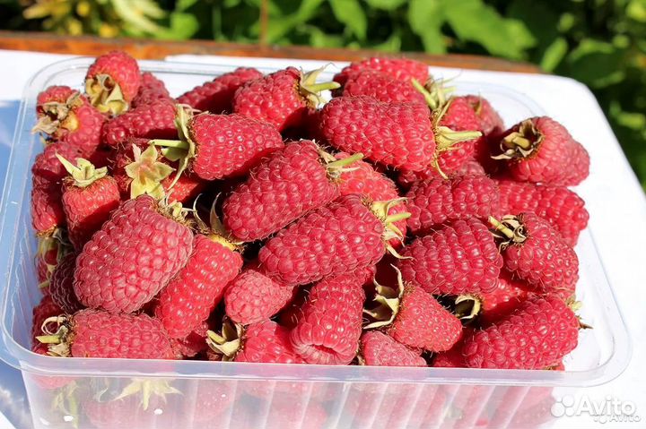 Малина Пшехиба, Блэк Джевел, Карамелька, Вольница