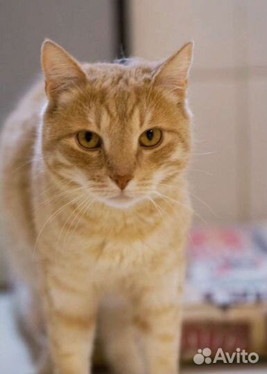 Уютный ласковейший котик Жером ищет дом