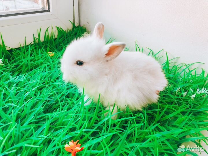 Мини карликовый кролик
