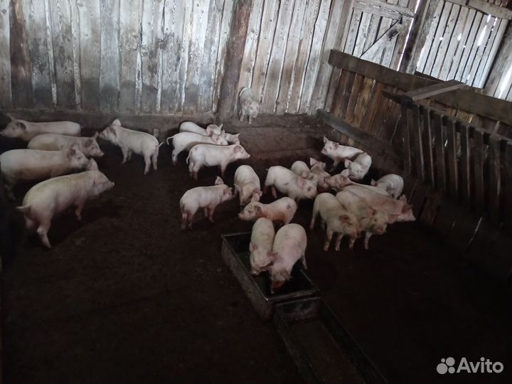 Поросенок ландрас