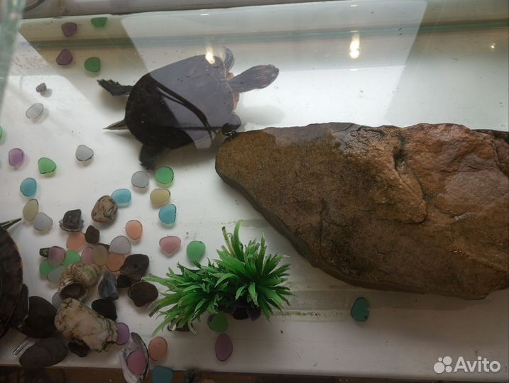 Красноухая черепаха бесплатно