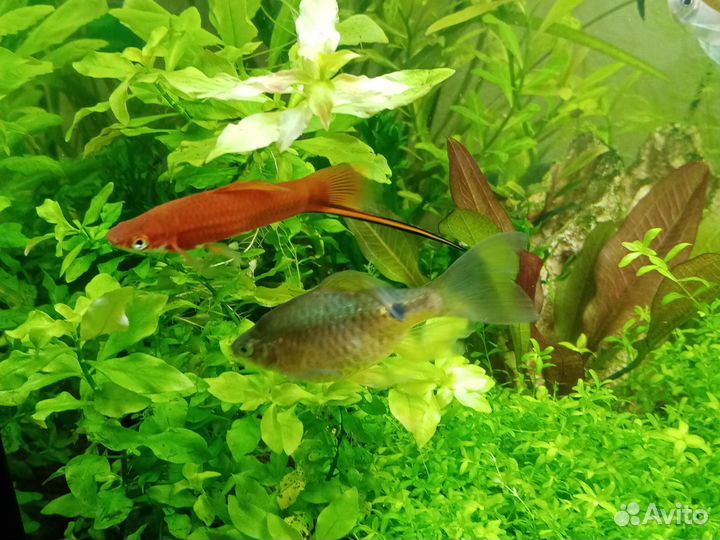 Аквариумные растения