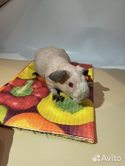 Морская свинка скинни девочка