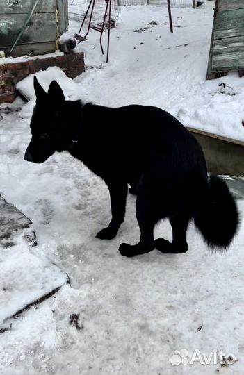 Кобель немецкой овчарки для вязки