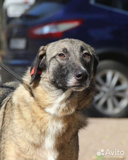 Спасите собака 5 лет