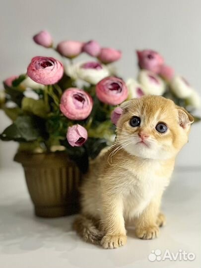 Шотландские вислоухие котята золотые