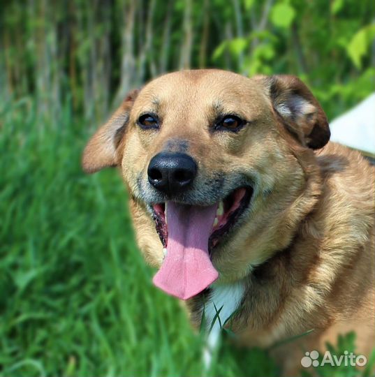 Флиппер из приюта ждет свою семью