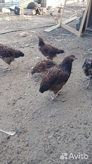 Птицы домашние куры