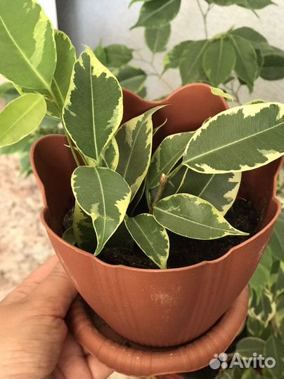 Фикус бенджамина