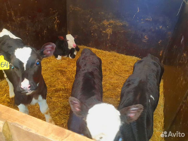 Телята с доставкой в ваш двор