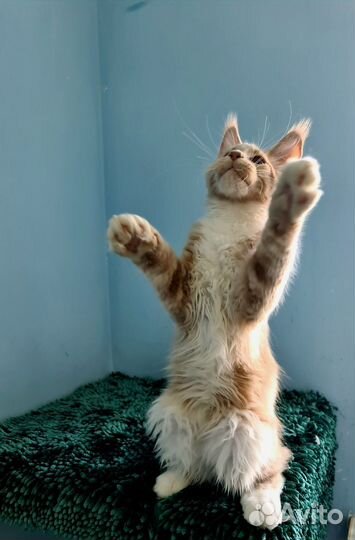 Кистявый красавчик