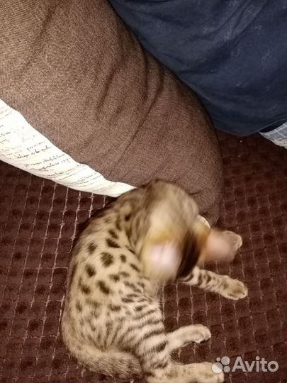 Бенгальская