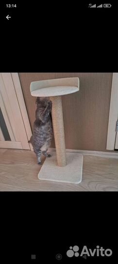 Ремонт когтеточек в Красноярске