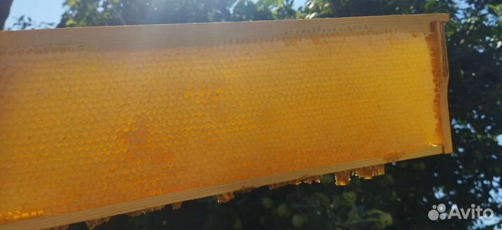 Натуральный мёд