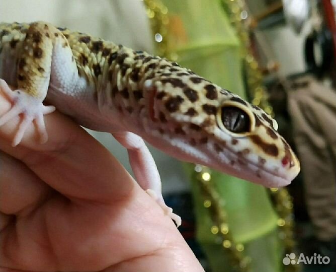 Эублефар взрослый самец