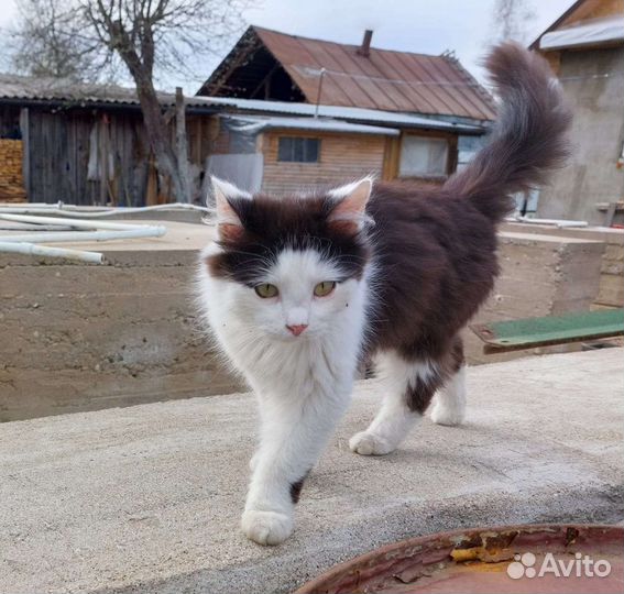 Ищу доброго заботливого друга