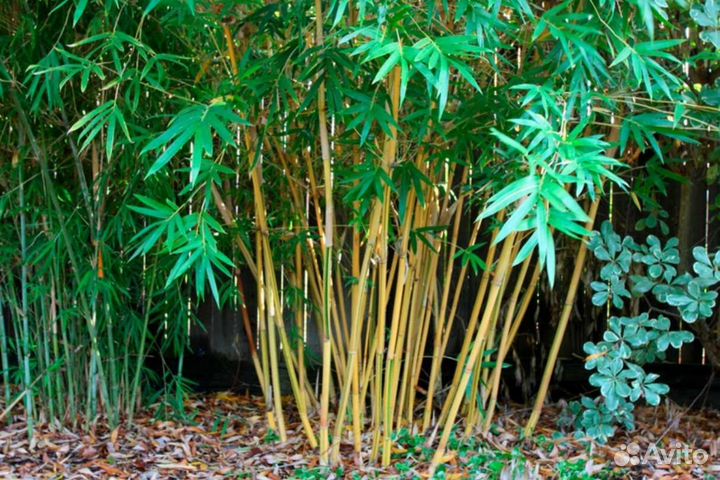 Вечнозелёный,быстрорастущий,неприхотливый,бамбук