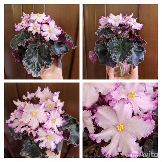 Фиалки сортовые цветущие. 7 сортов