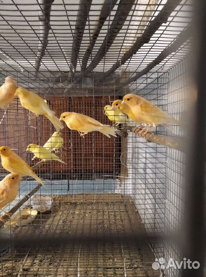 Волнистые попугаи, канарейки, кареллы