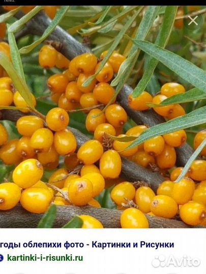 Облепиха саженцы