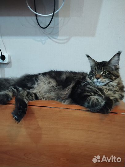Кот мейн-кун вязка