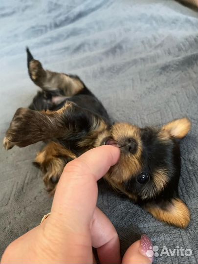 Йоркширский терьер