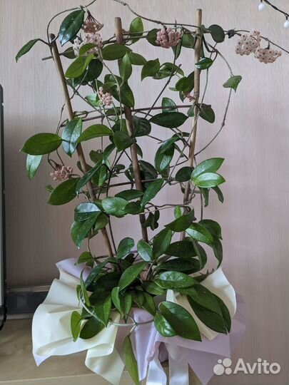 Цветущая Хойя карноза