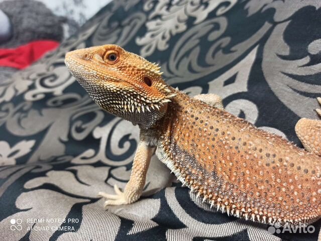 Бородатая агама купить в Чехове | Животные и зоотовары | Авито