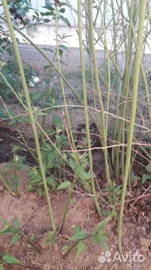 Керрия японская.Многолетний кустарник