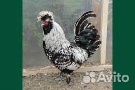 Продам петухов и петушков