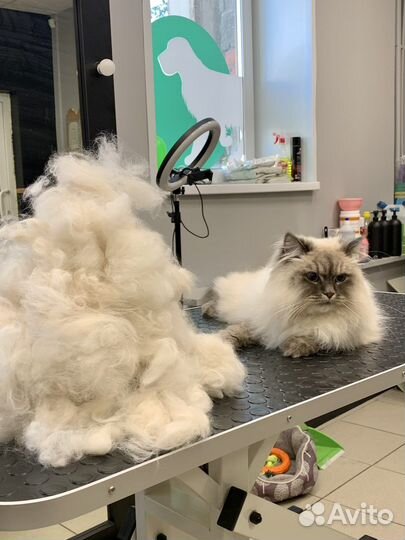 Груминг собак и кошек