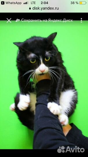 Котенок в добрые руки