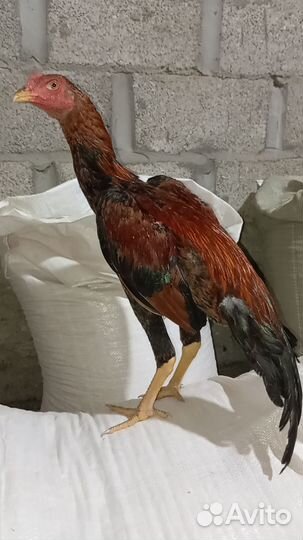 Бойцовые куры